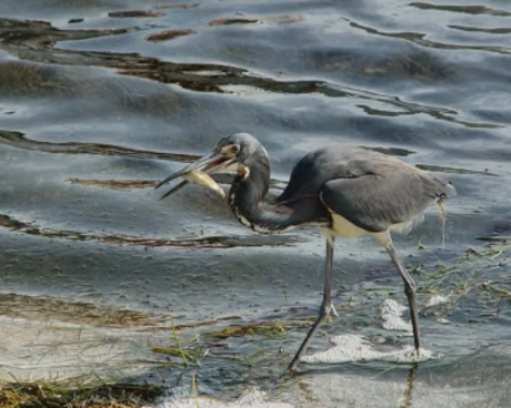 Mexicaanse reiger