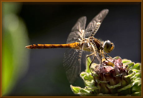 Golden Wings