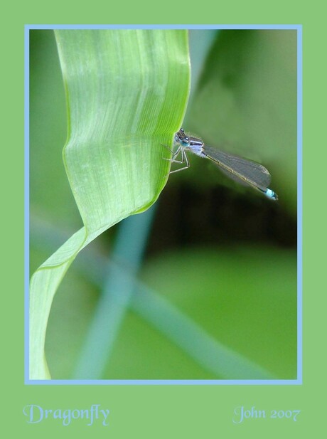 Verbeterde Dragonfly