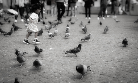 Pigeons