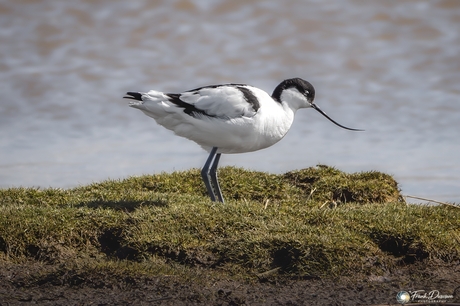 De kluut aan de waterkant.