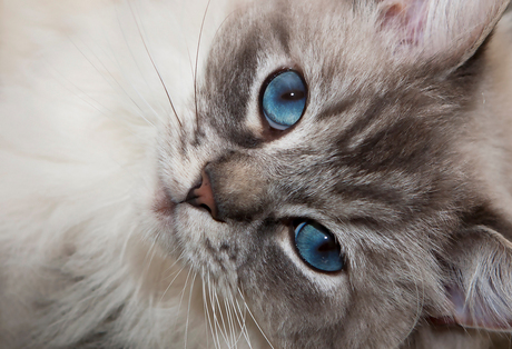 Arwen's Ocean-blue Eyes