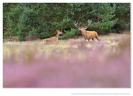 Veluwe