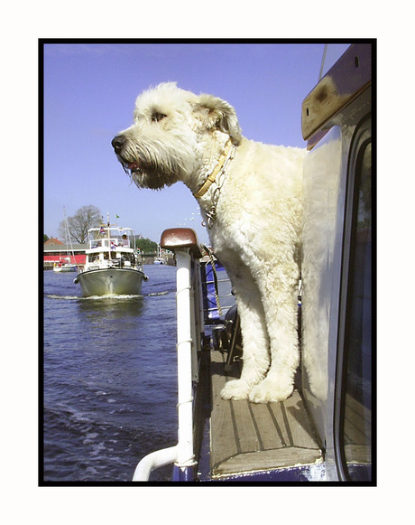 Bob op de boot