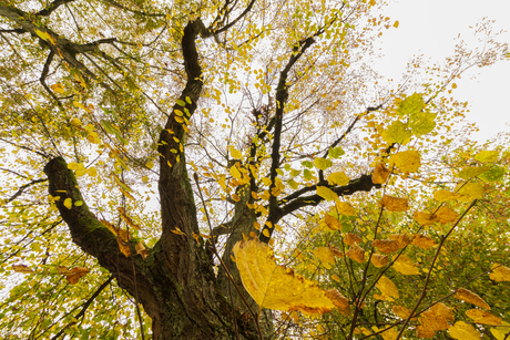 Herfst