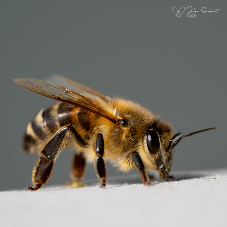 Honeybee resting between deliveries. 