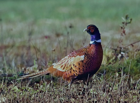 Fazant haan