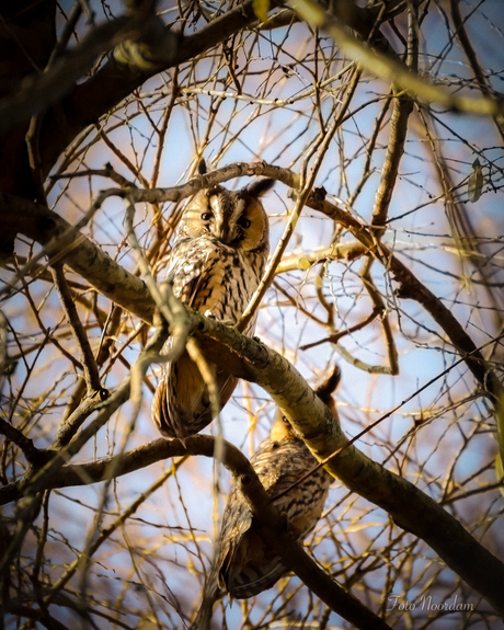 Ransuil in treurwilg 