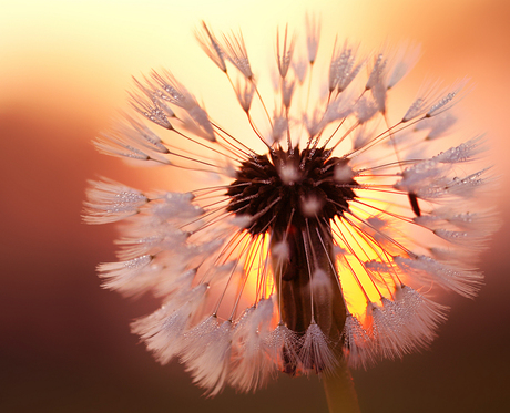 Paardenbloem