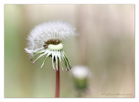 Blowing in the Wind