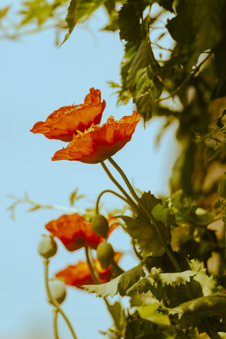 Papaver