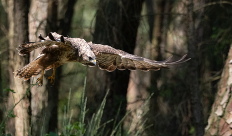 jagende buizerd