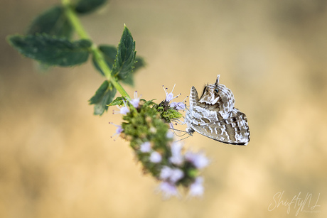 Awesome butterfly