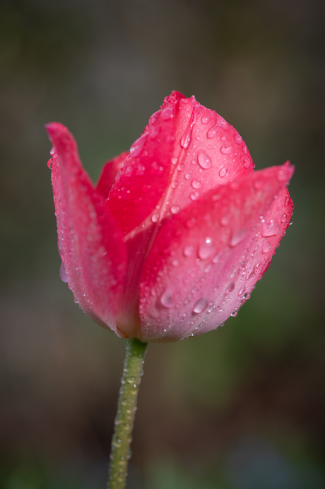 tulp in de regen