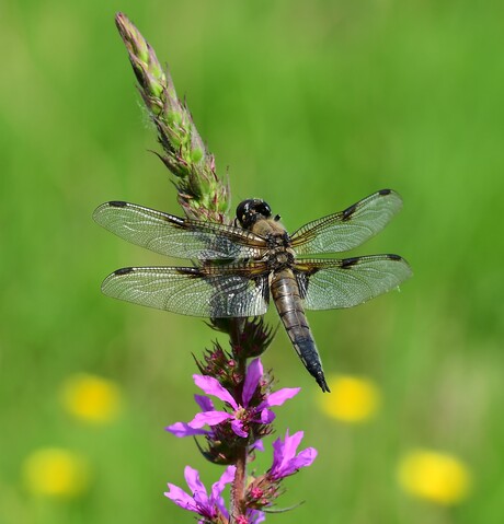 Viervleklibel ♀