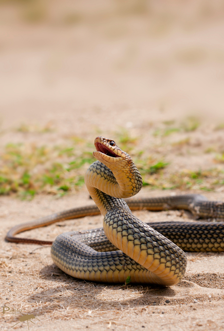 Dolichophis caspius