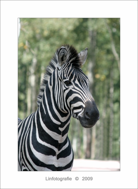 Zebra