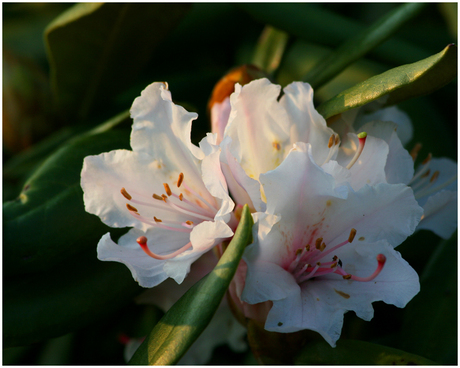 Witte Bloemen