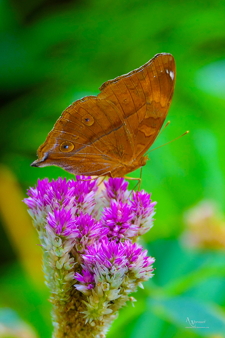  herfstbladvlinder (Doleschallia bisaltide)