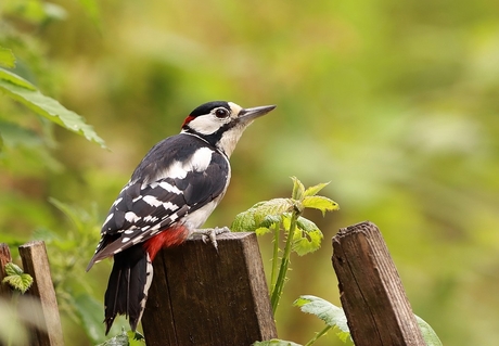 grote bonte specht