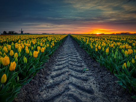 Bandenspoor tussen de tulpen