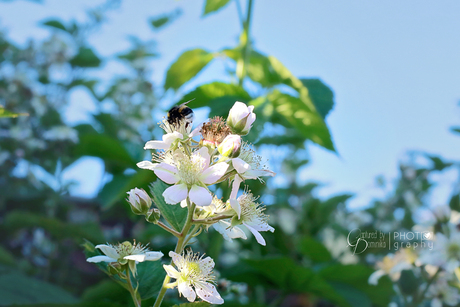 hommel in toekomstige bramen