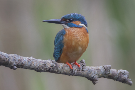 Ijsvogel