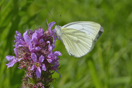 Geaderd witje