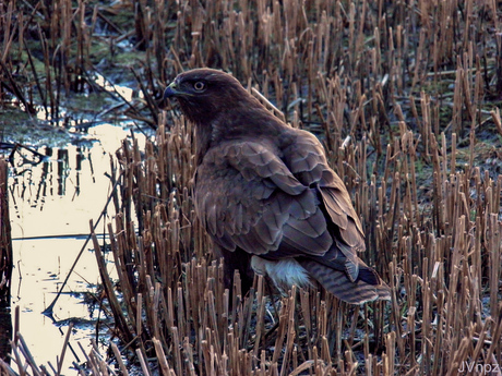 Buizerd