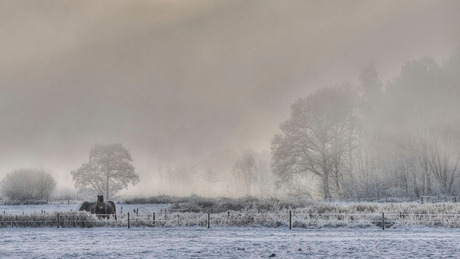 Paarden in de mist