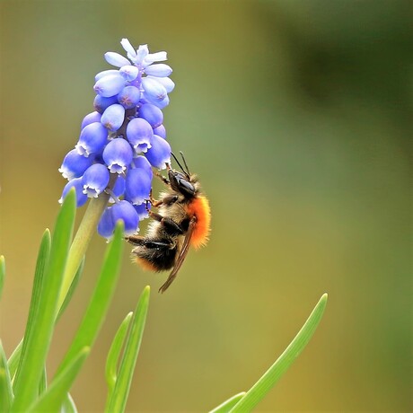 Hommeltje aan de Blauwe druif