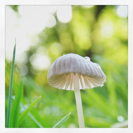 Minipaddenstoel