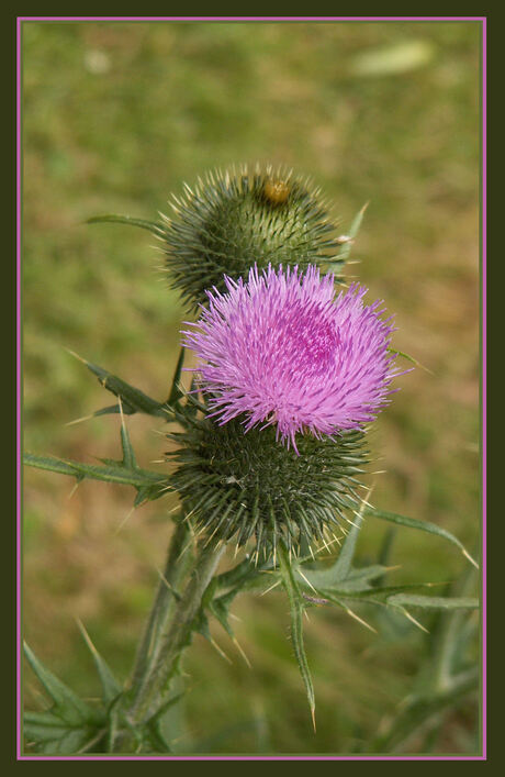 Distel