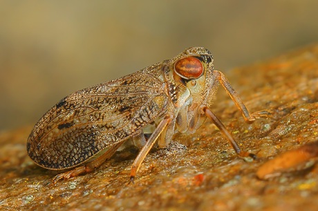 Klimopkevercicade