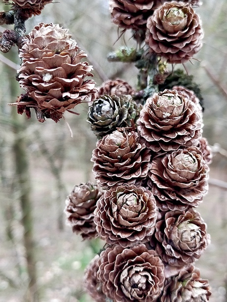 Rozetjes…