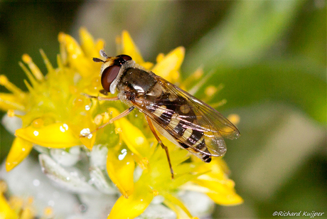 Grote kommazweefvlieg (Eupeodes luniger)