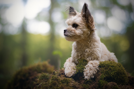 Lizzy in het bos