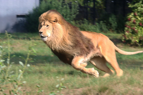 Rennende leeuw