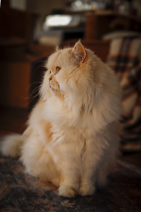 Perzische kat