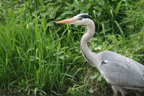 reiger