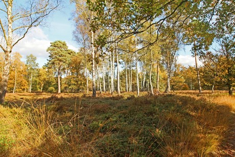 berkenbos_kroondomein'het loo'