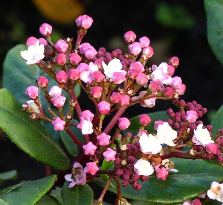 Viburnum tinus