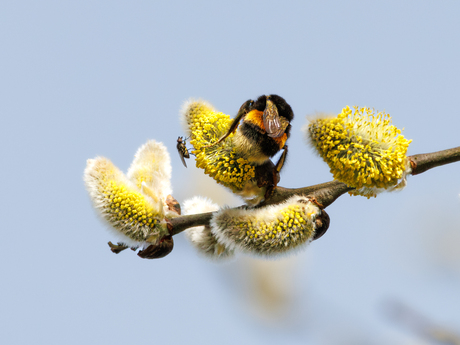 Hommel en vlieg hoog in de boom