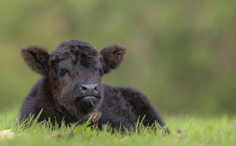 Schots hooglander kalf