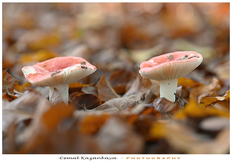 Russula