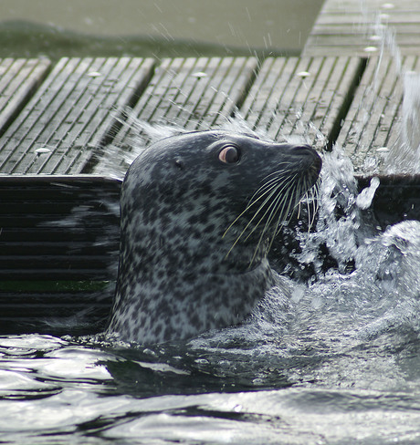 zeehond Neeltje Jans