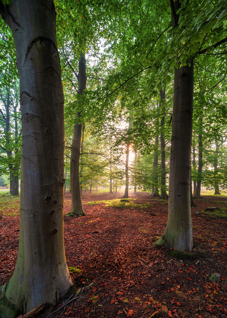 Zonsopgang in de vroege herfst