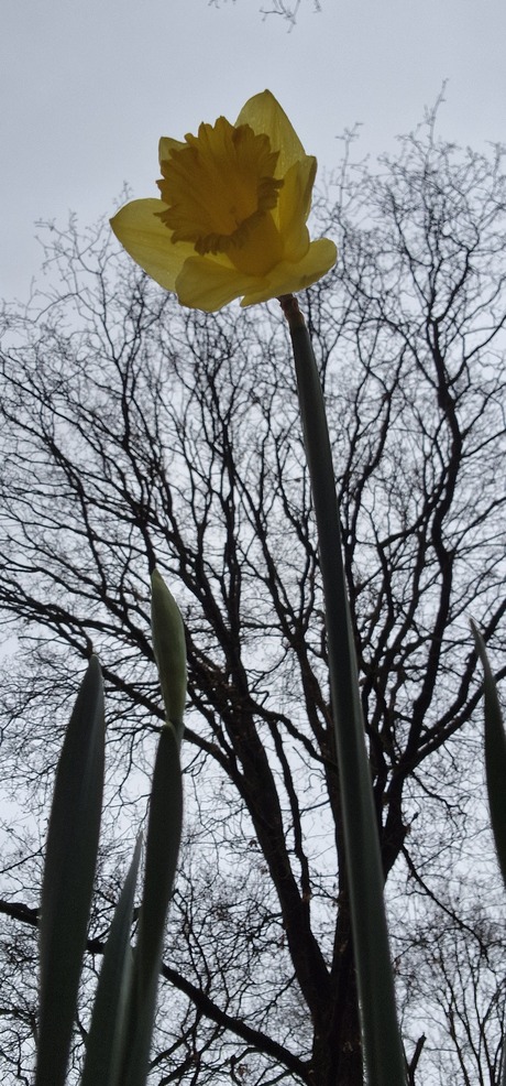 Narcis in kikvorsperspectief