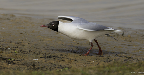 kokmeeuw in zijn zomerkleed