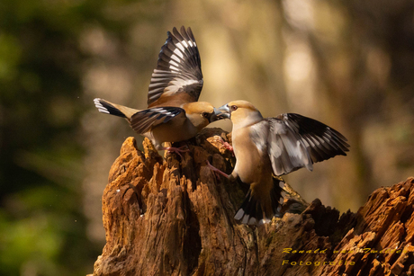 vogelfotografie